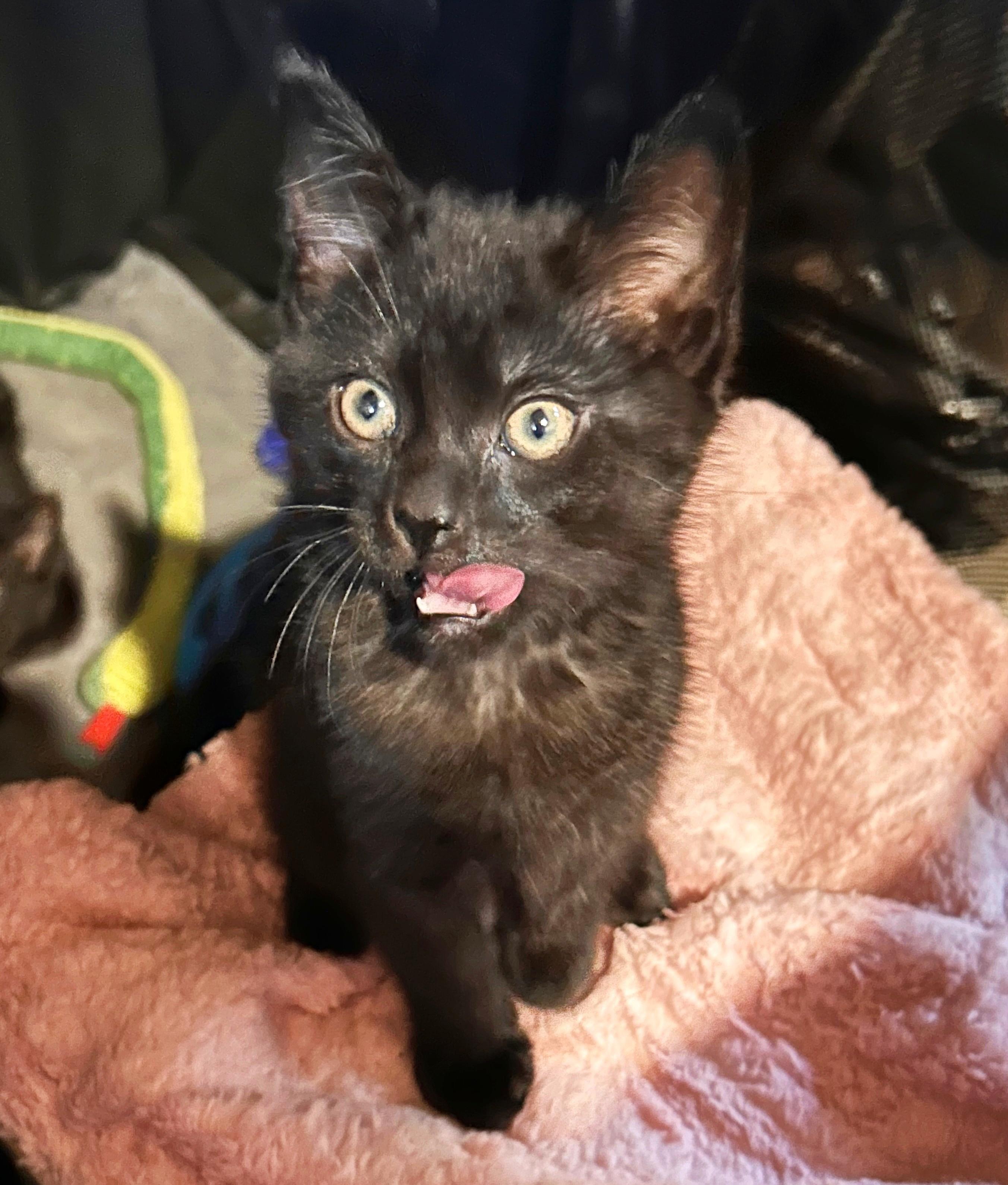 Enlarge Rye, a Adoptable Domestic Medium Hair in Durango, CO image 1/1