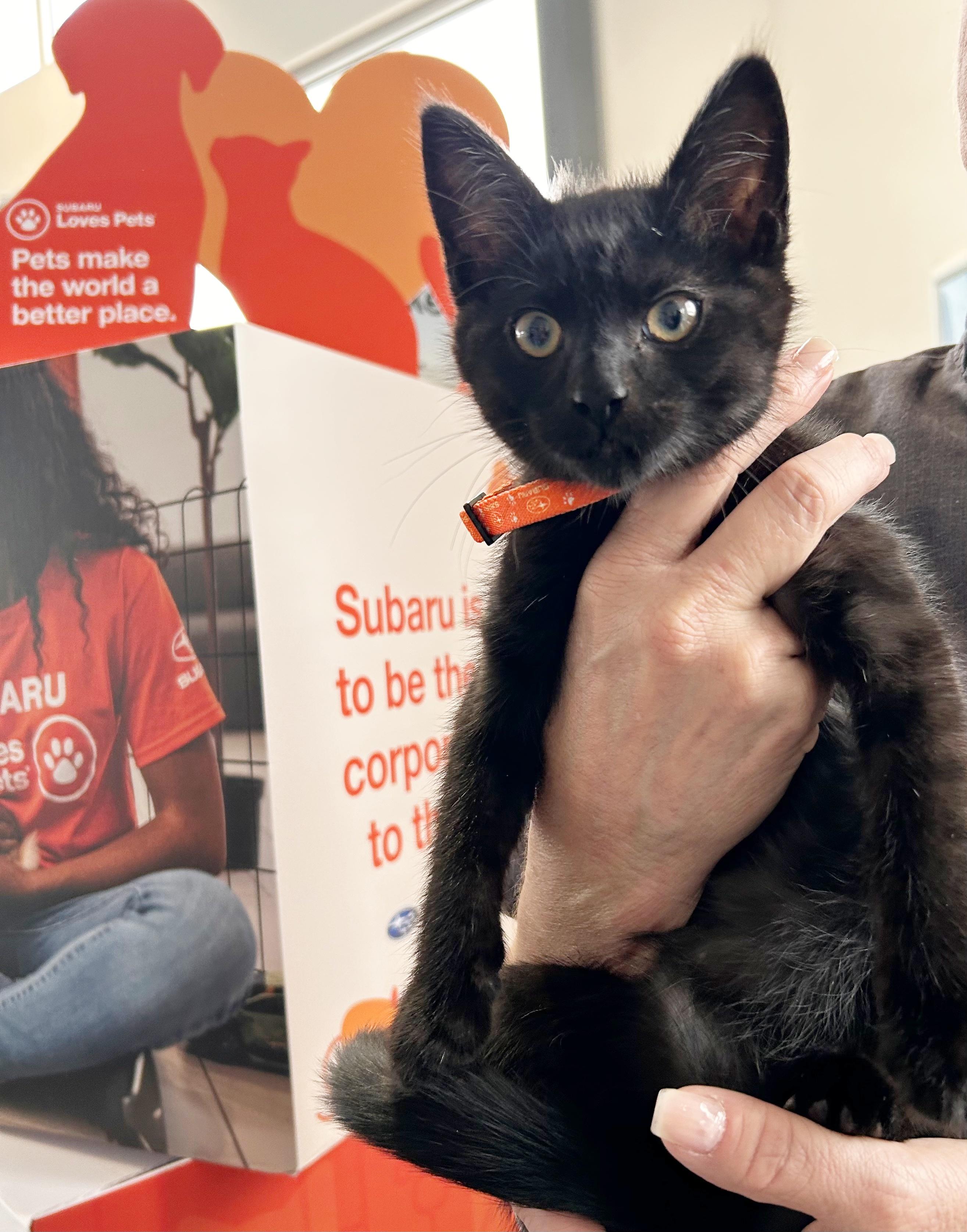 Enlarge Rye, a Adopted Domestic Medium Hair in Durango, CO image 1/3