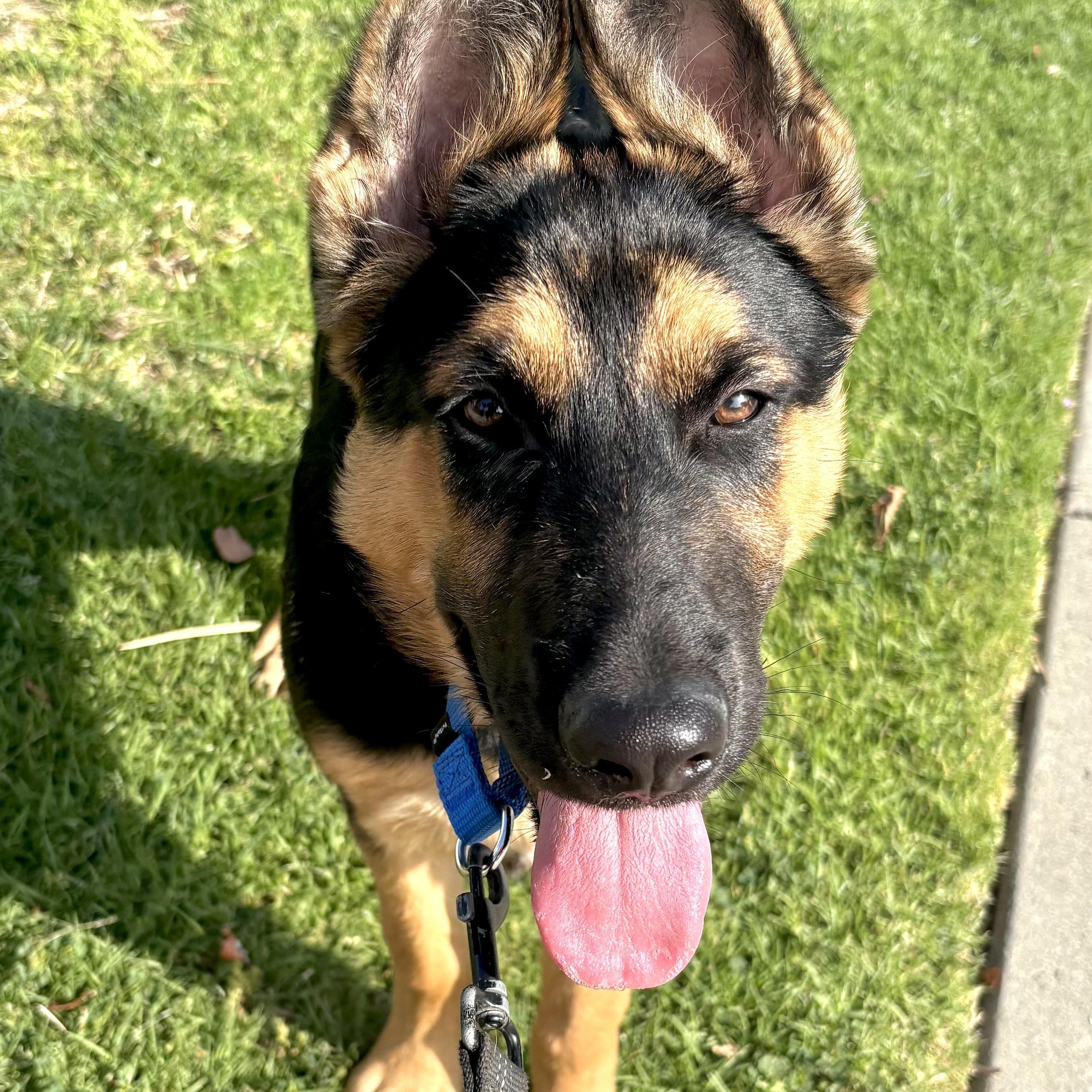 Enlarge Nino, a ADOPTABLE German Shepherd Dog in Santa Monica, CA image 2/6