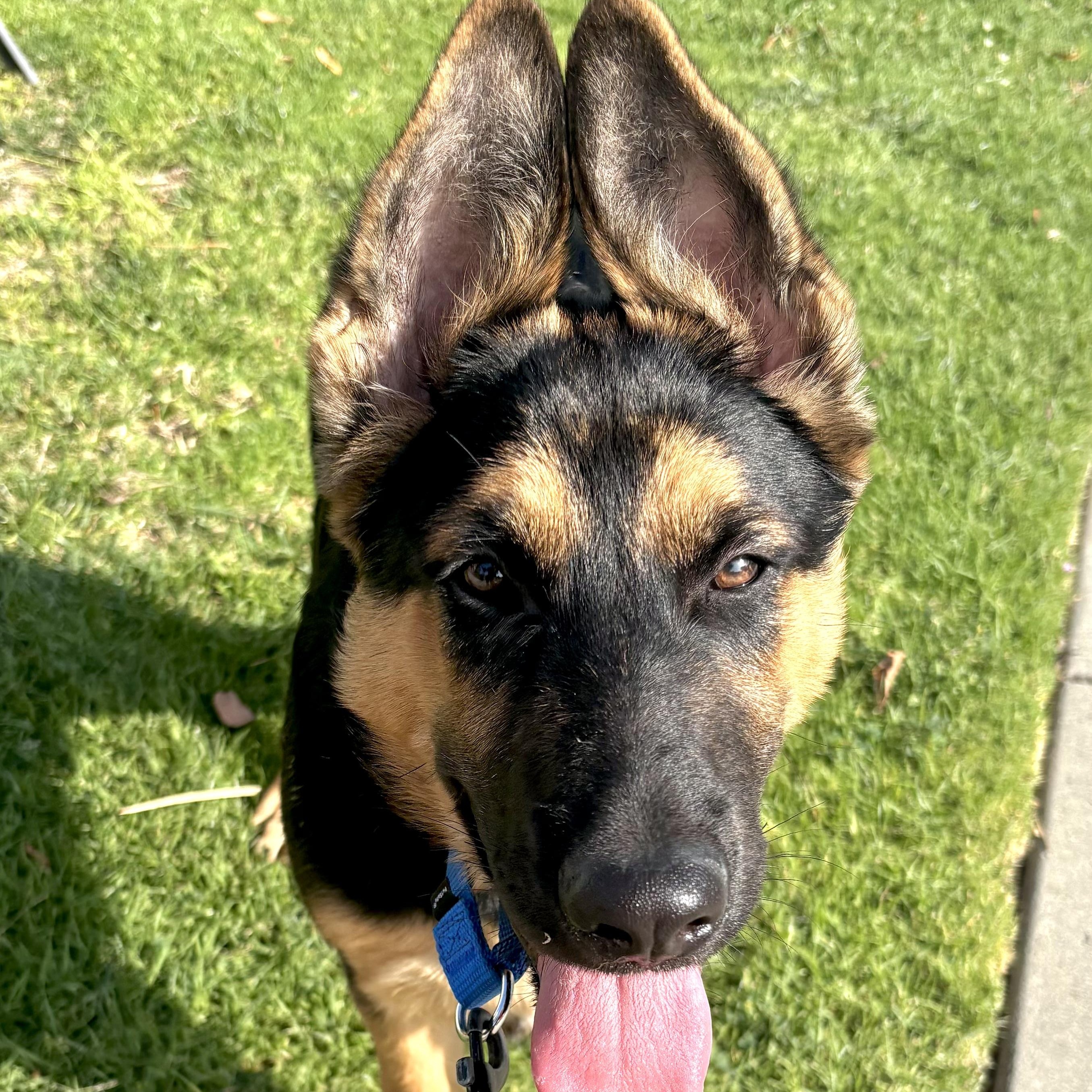 Enlarge Nino, a ADOPTABLE German Shepherd Dog in Santa Monica, CA image 5/6