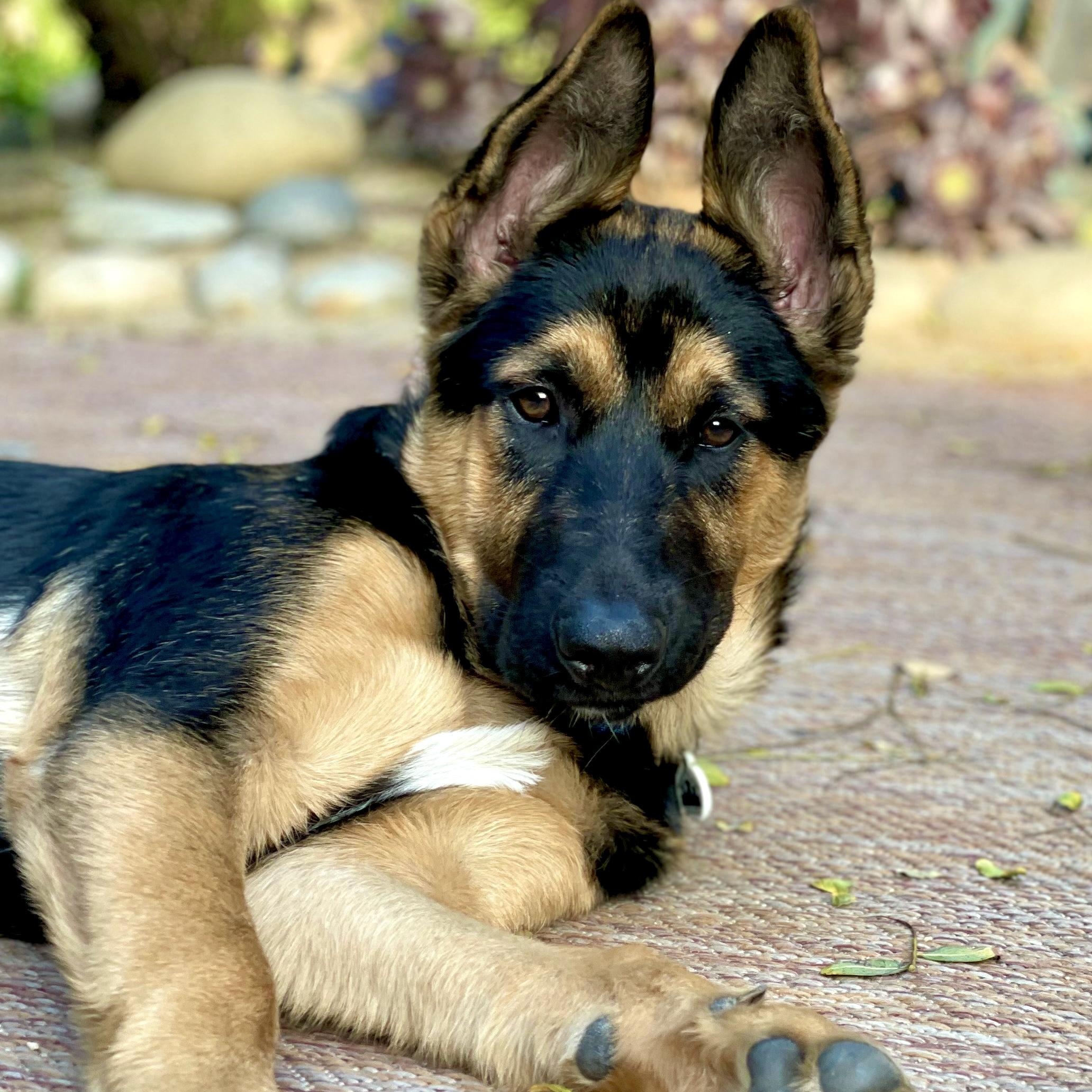 Enlarge Nino, a ADOPTABLE German Shepherd Dog in Santa Monica, CA image 1/6