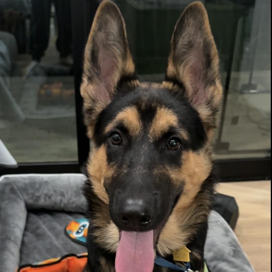 Nino, ADOPTABLE, Puppy Male German Shepherd Dog.