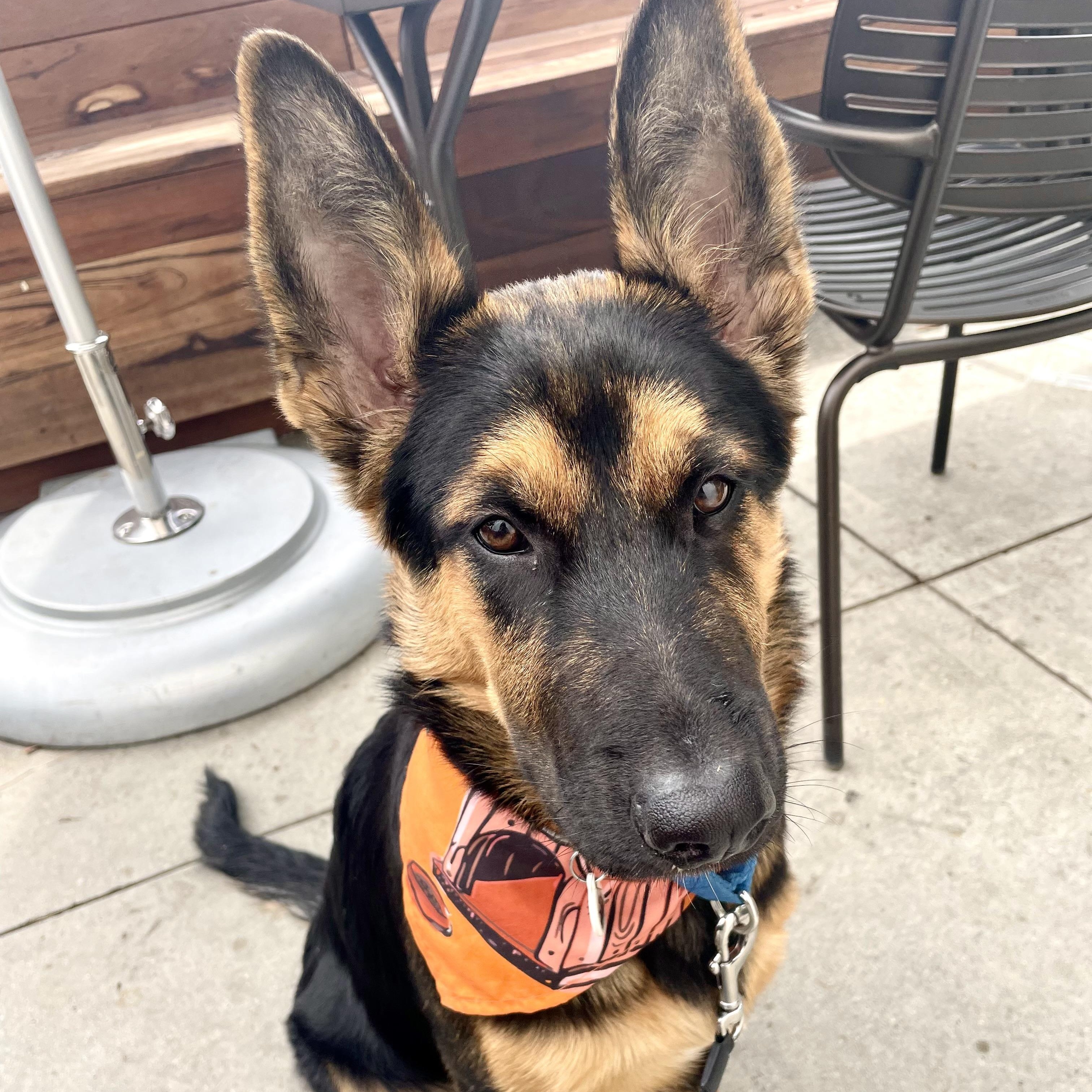 Enlarge Nino, a ADOPTABLE German Shepherd Dog in Santa Monica, CA image 4/6