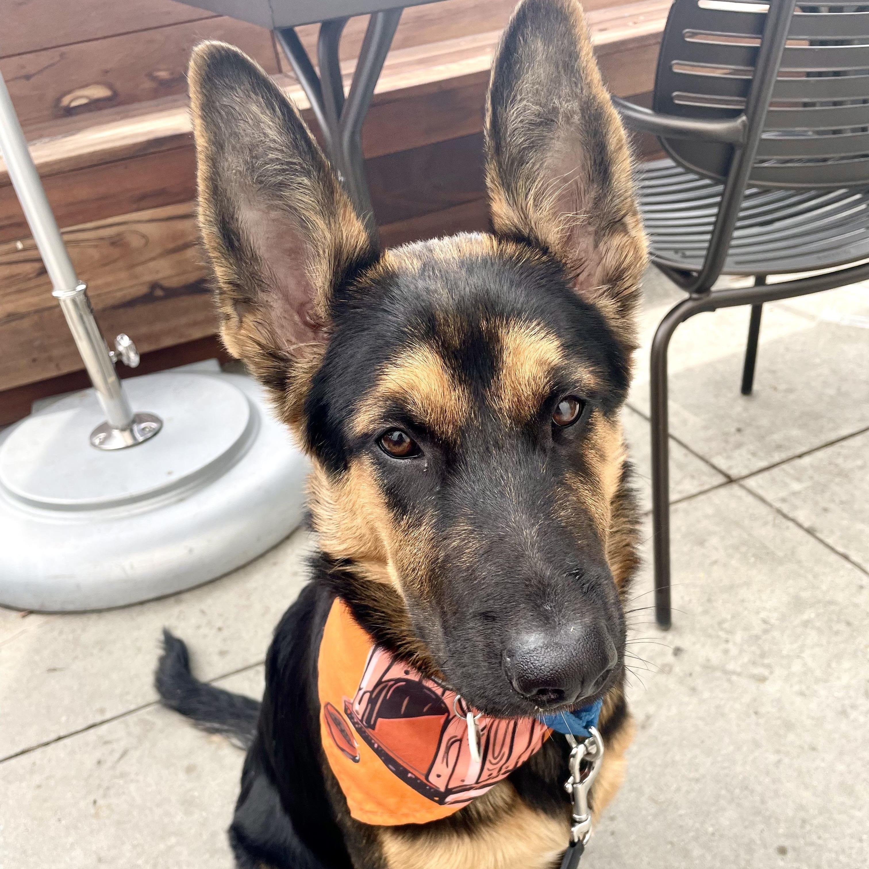 Enlarge Nino, a ADOPTABLE German Shepherd Dog in Santa Monica, CA image 3/6