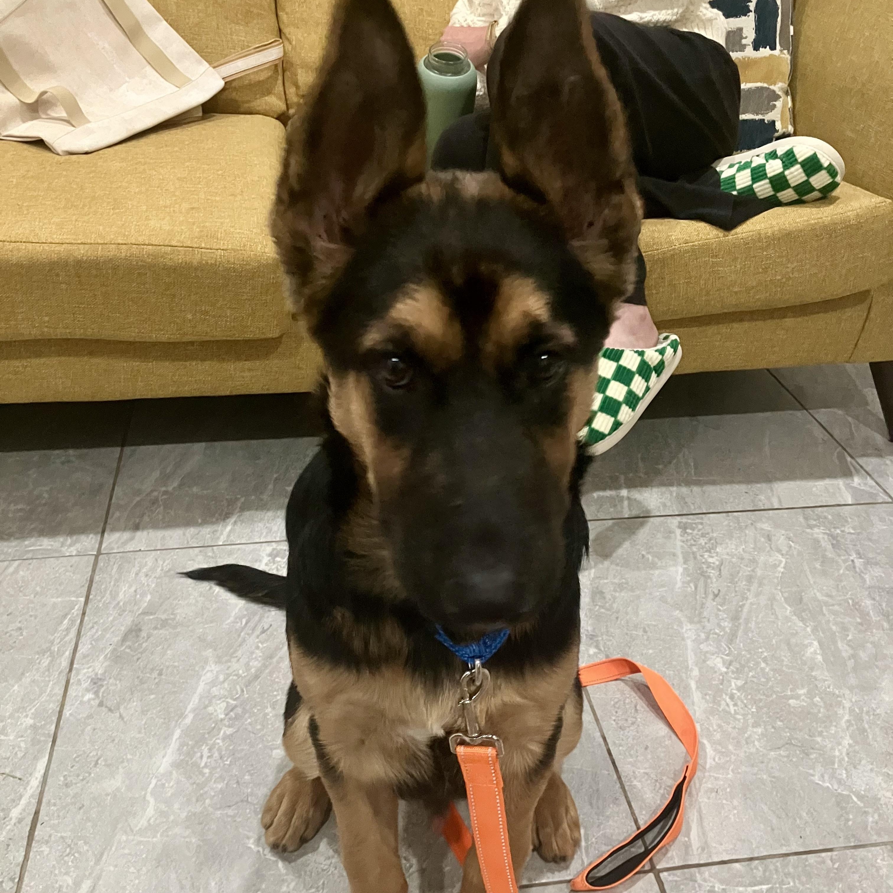 Enlarge Nino, a ADOPTABLE German Shepherd Dog in Santa Monica, CA image 5/6