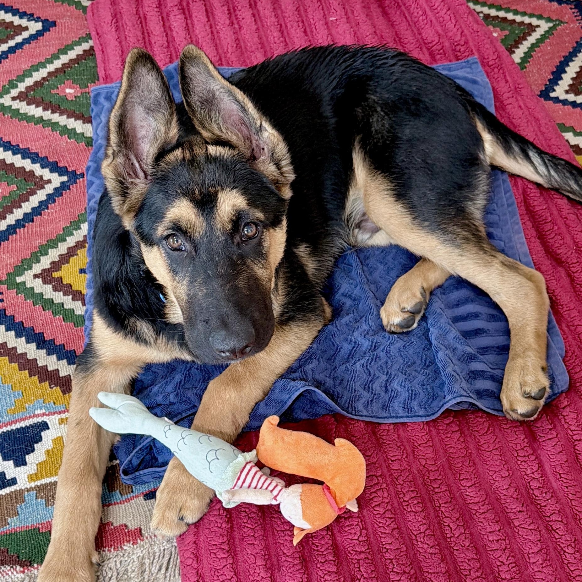 Enlarge Nino, a ADOPTABLE German Shepherd Dog in Santa Monica, CA image 3/6