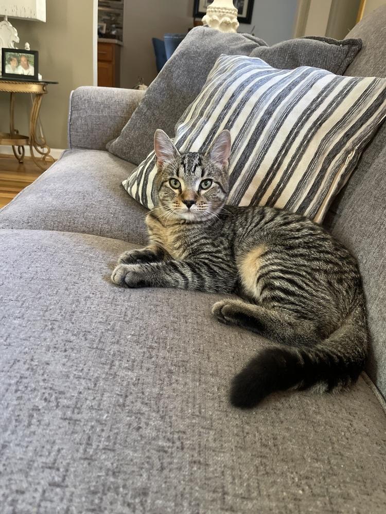 Enlarge Bandit, a Adoptable Domestic Short Hair in Lincoln Park, MI image 3/6