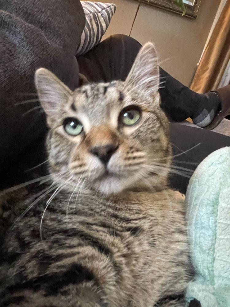Enlarge Bandit, a Adoptable Domestic Short Hair in Lincoln Park, MI image 4/6