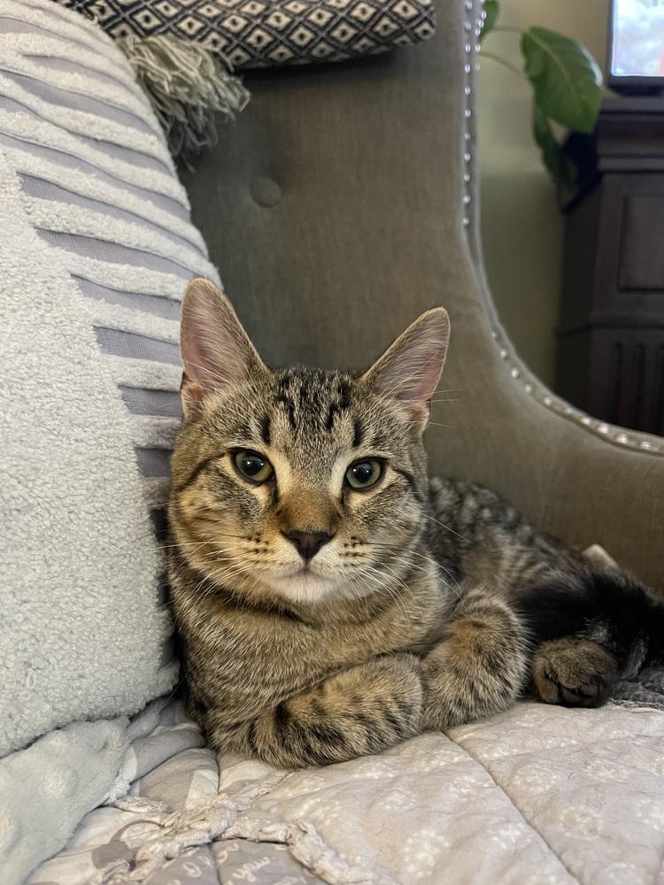 Enlarge Bandit, a Adoptable Domestic Short Hair in Lincoln Park, MI image 5/6