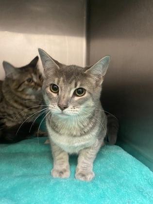 Roxy, an adoptable Domestic Short Hair in Redmond, OR, 97756 | Photo Image 1