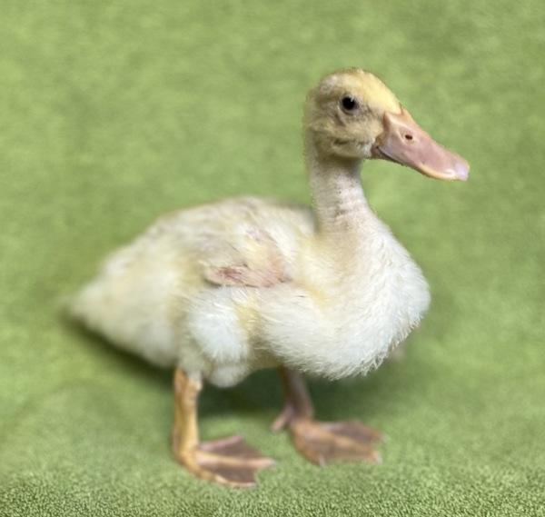 Enlarge Duckie, a Adoptable mixed breed in Monterey, CA image 1/6