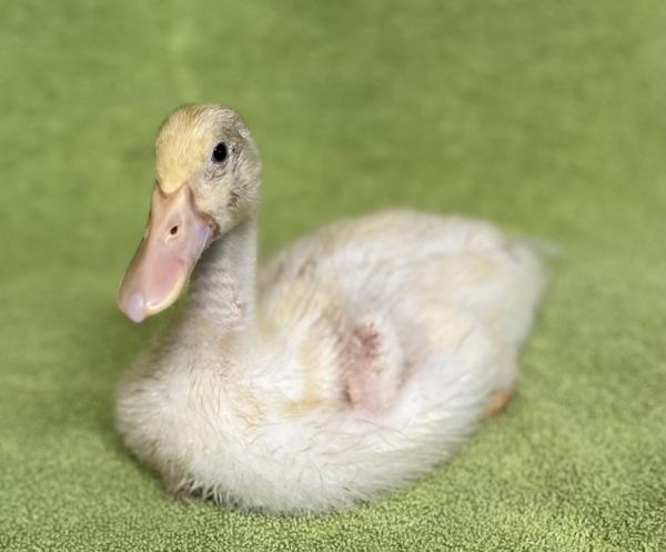 Enlarge Duckie, a Adoptable mixed breed in Monterey, CA image 2/6