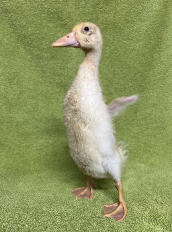 Enlarge Duckie, a Adoptable mixed breed in Monterey, CA image 3/6