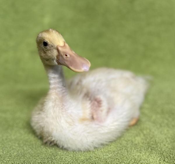 Enlarge Duckie, a Adoptable mixed breed in Monterey, CA image 4/6