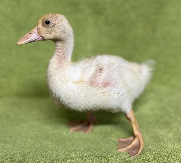Enlarge Duckie, a Adoptable mixed breed in Monterey, CA image 5/6