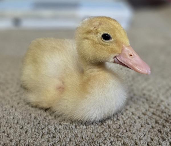 Enlarge Duckie, a Adoptable mixed breed in Monterey, CA image 6/6