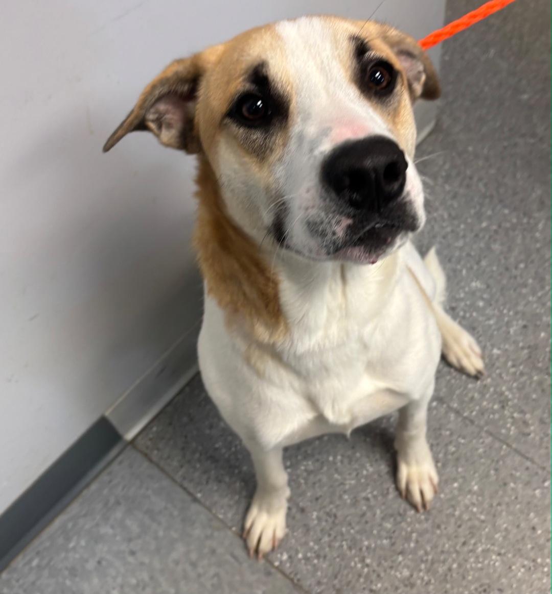 Enlarge Phineas, a Adoptable mixed breed in Watertown, NY image 1/2