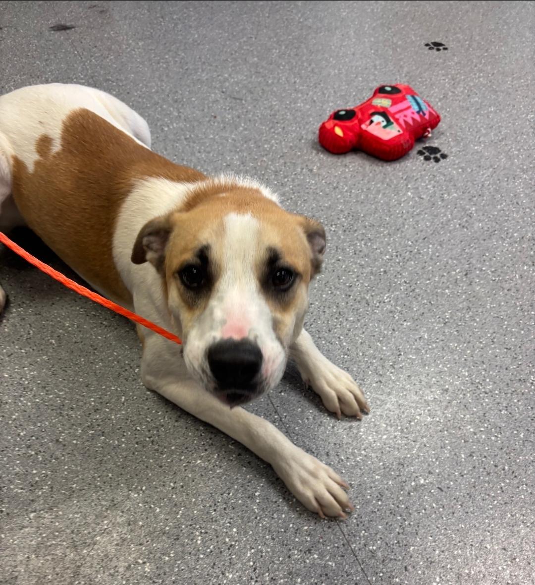 Phineas, Adoptable, Adult Female Hound.