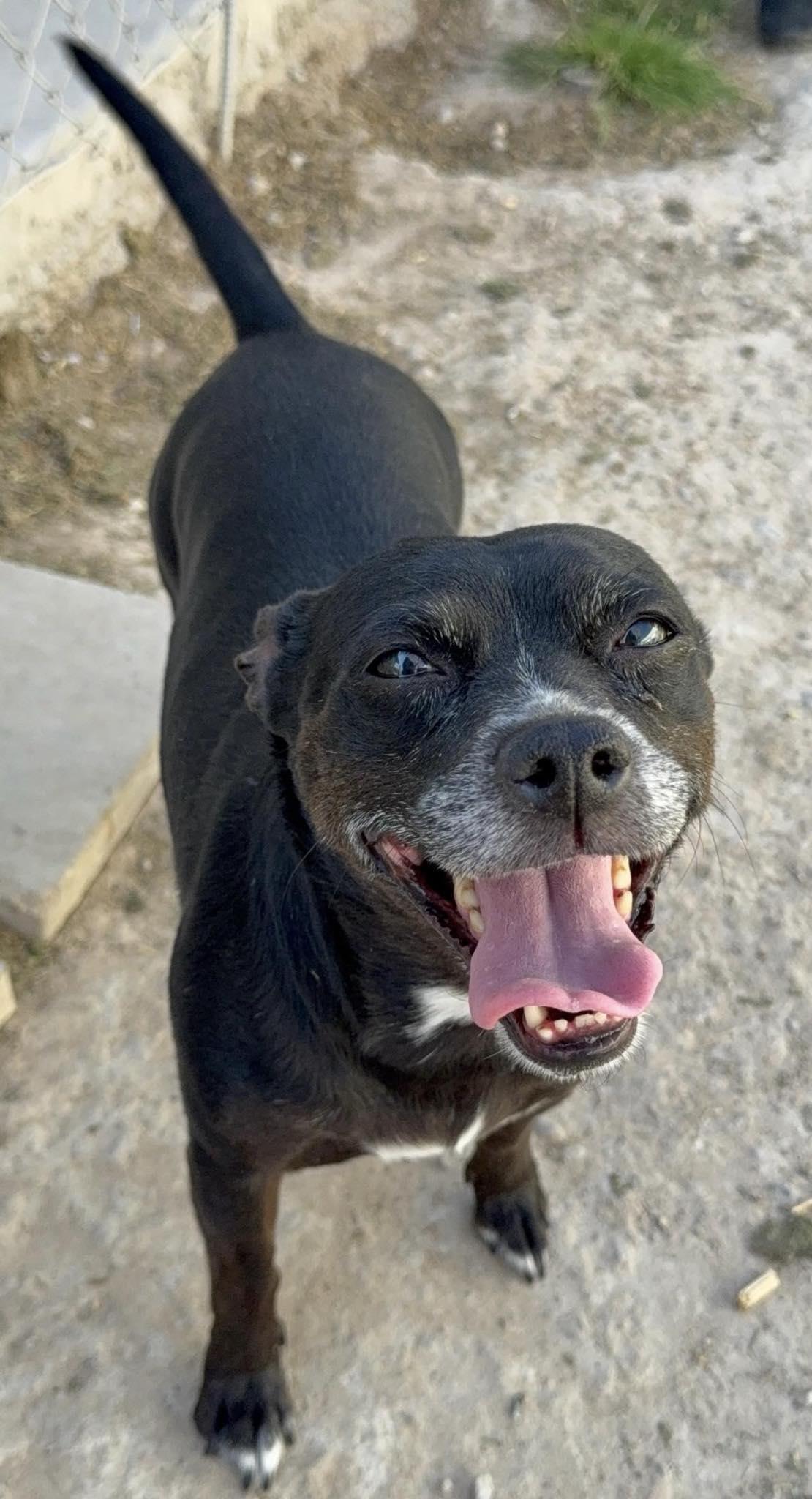 Marley, Adoptable, Adult Female Chihuahua.