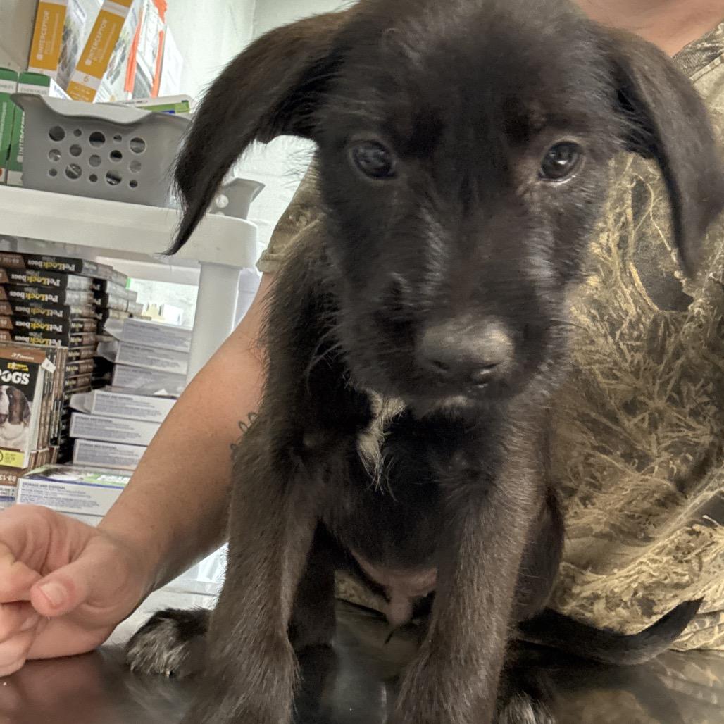Harley, Adoptable, Puppy Female Labrador Retriever & Mixed Breed.