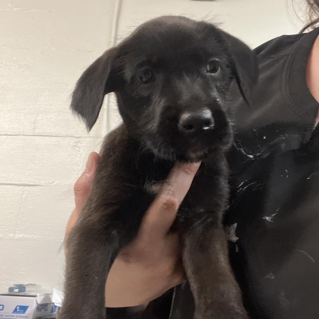 Enlarge Harley, a Adoptable mixed breed in Clanton, AL image 2/2