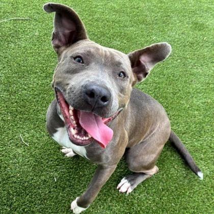 Enlarge Minnie, a Adoptable mixed breed in Gastonia, NC image 1/3