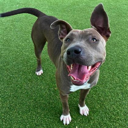 Enlarge Minnie, a Adoptable mixed breed in Gastonia, NC image 2/3