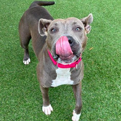 Enlarge Minnie, a Adoptable mixed breed in Gastonia, NC image 3/3