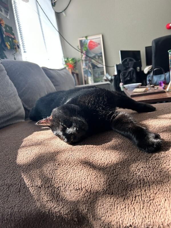 Zuri, Adoptable, Adult Female Domestic Short Hair.