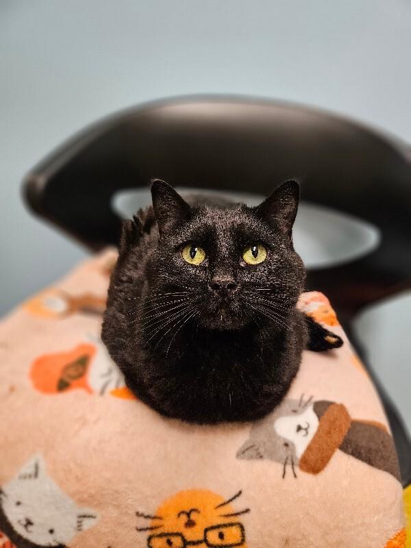 Enlarge Zuri, a Adoptable Domestic Short Hair in Fort Collins, CO image 2/6