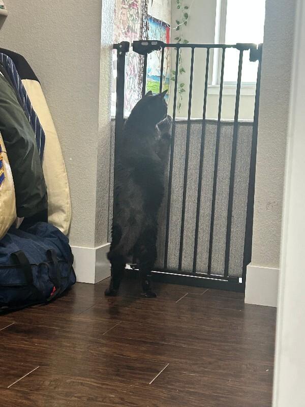 Enlarge Zuri, a Adoptable Domestic Short Hair in Fort Collins, CO image 3/6