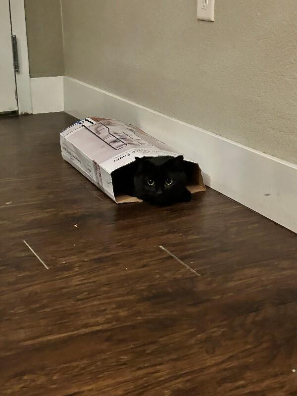 Enlarge Zuri, a Adoptable Domestic Short Hair in Fort Collins, CO image 5/6