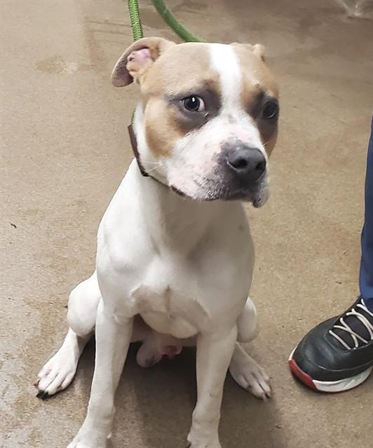 Enlarge CHIPOTLE, a Adoptable mixed breed in Aurora, IL image 1/1