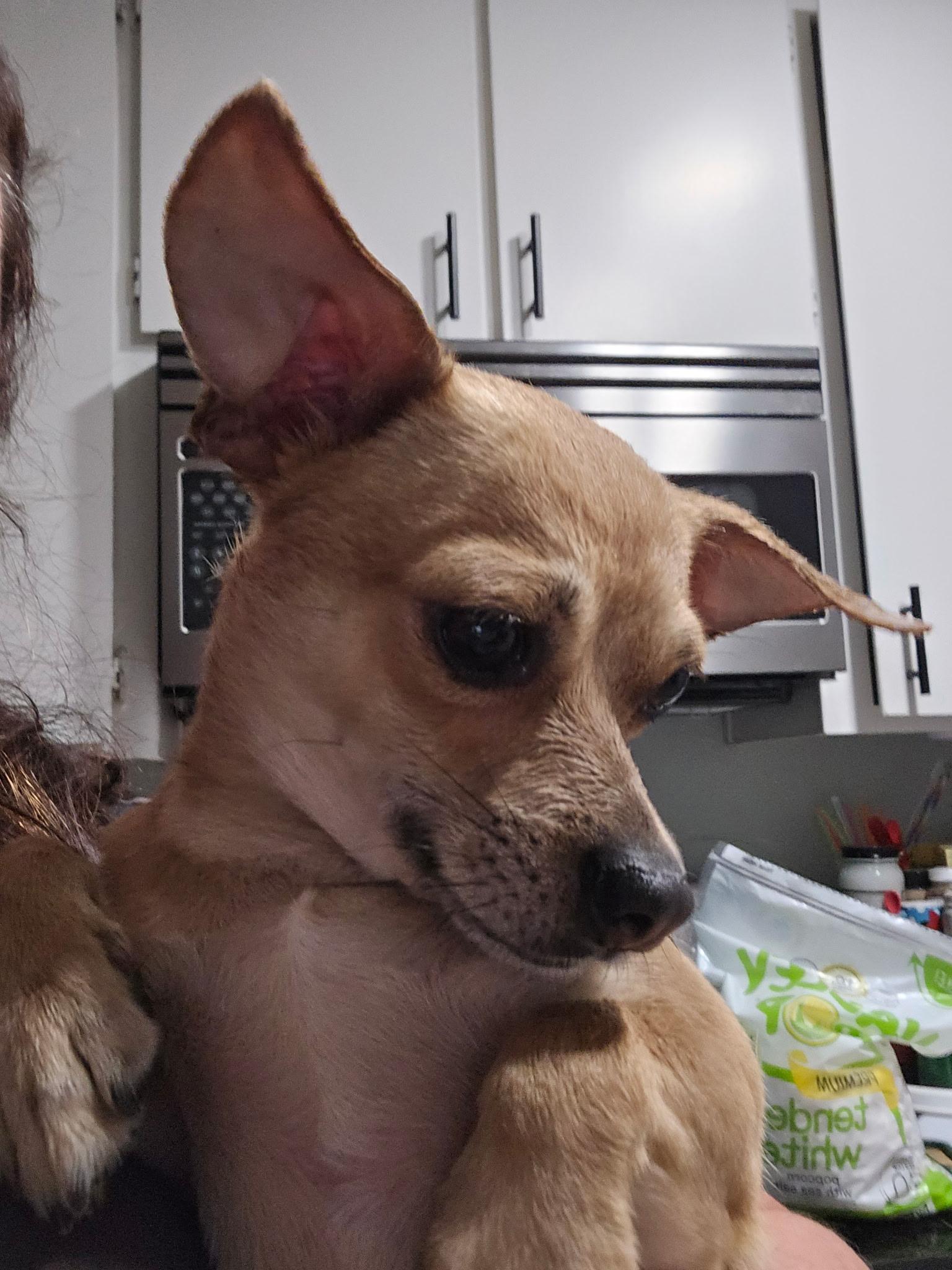 Enlarge Jasper, a Adoptable Chihuahua in Tracy, CA image 2/2