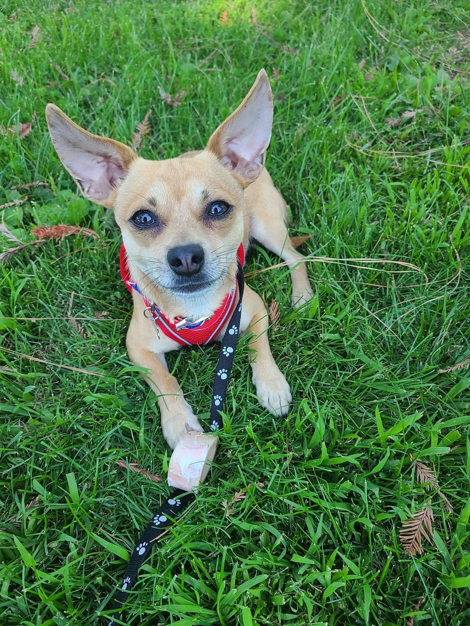 Enlarge Jasper, a Adoptable Chihuahua in Tracy, CA image 1/2