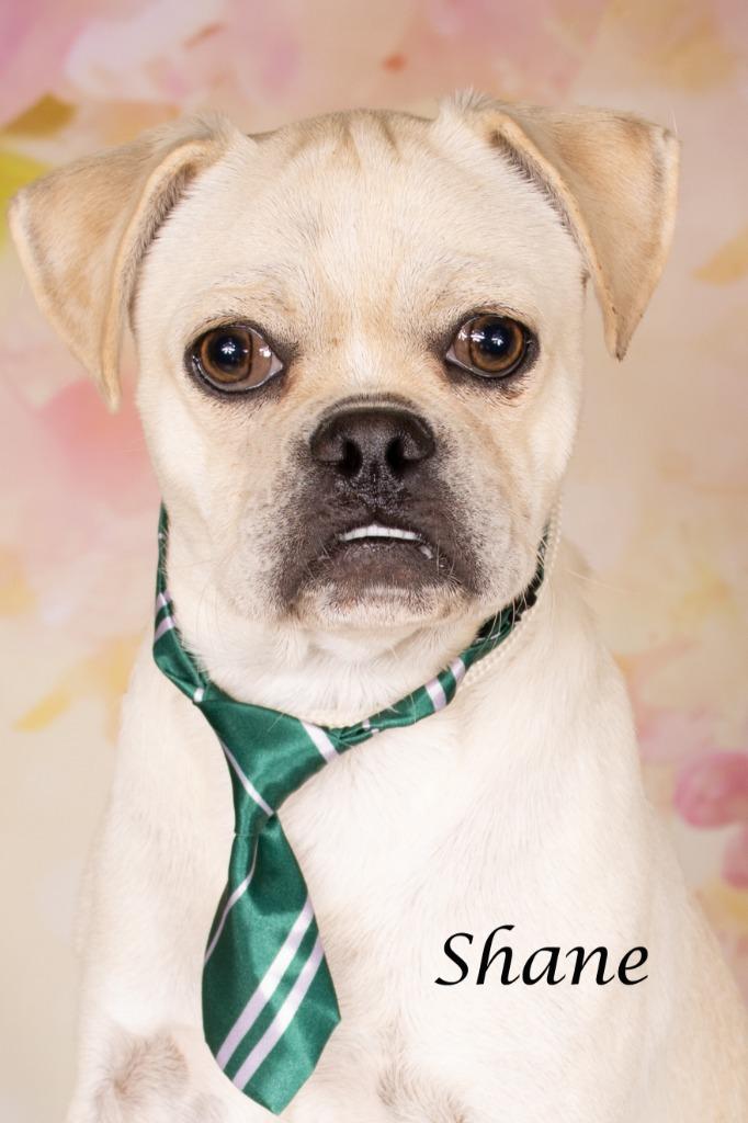 Shane, Adoptable, Young Male Pug & Shepherd.