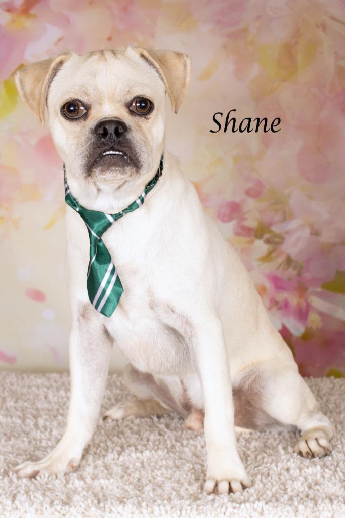 Enlarge Shane, a Adoptable mixed breed in Gilbert, AZ image 2/2