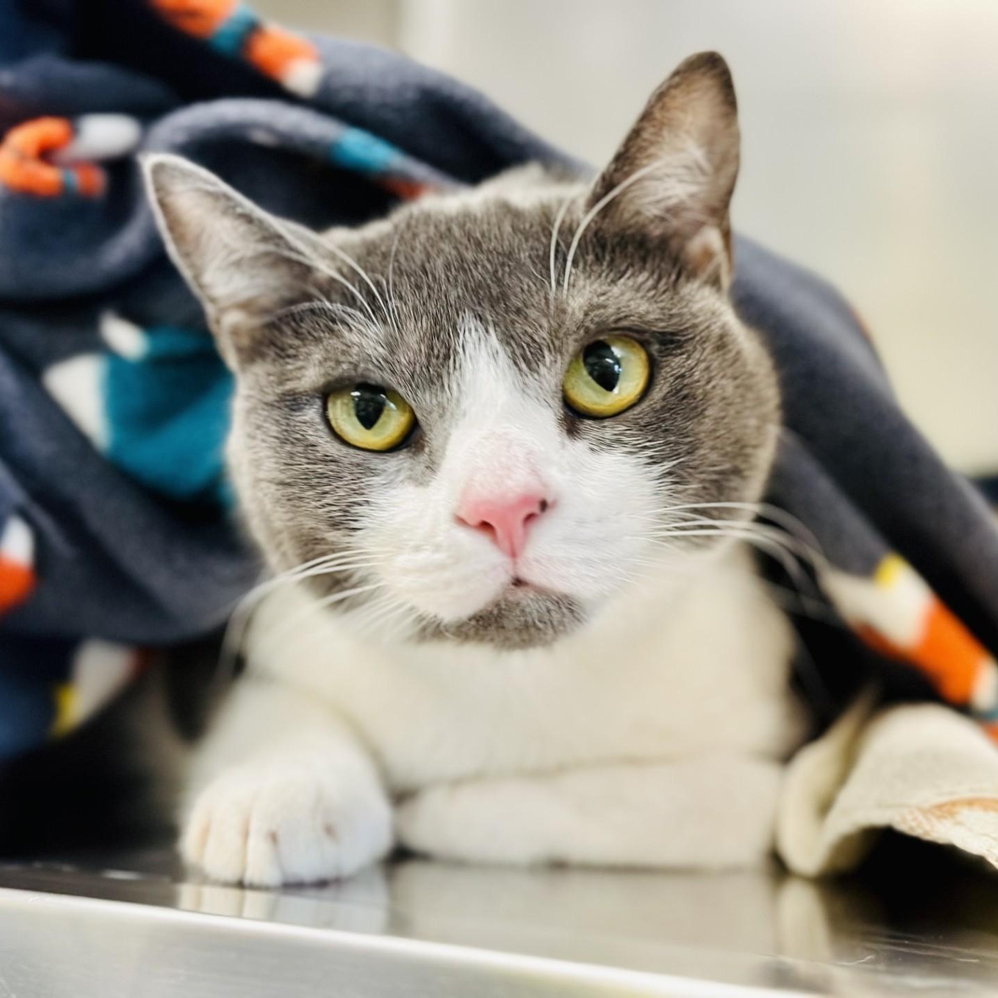 Enlarge Boomy , a ADOPTABLE Domestic Short Hair in Jackson, NJ image 2/2