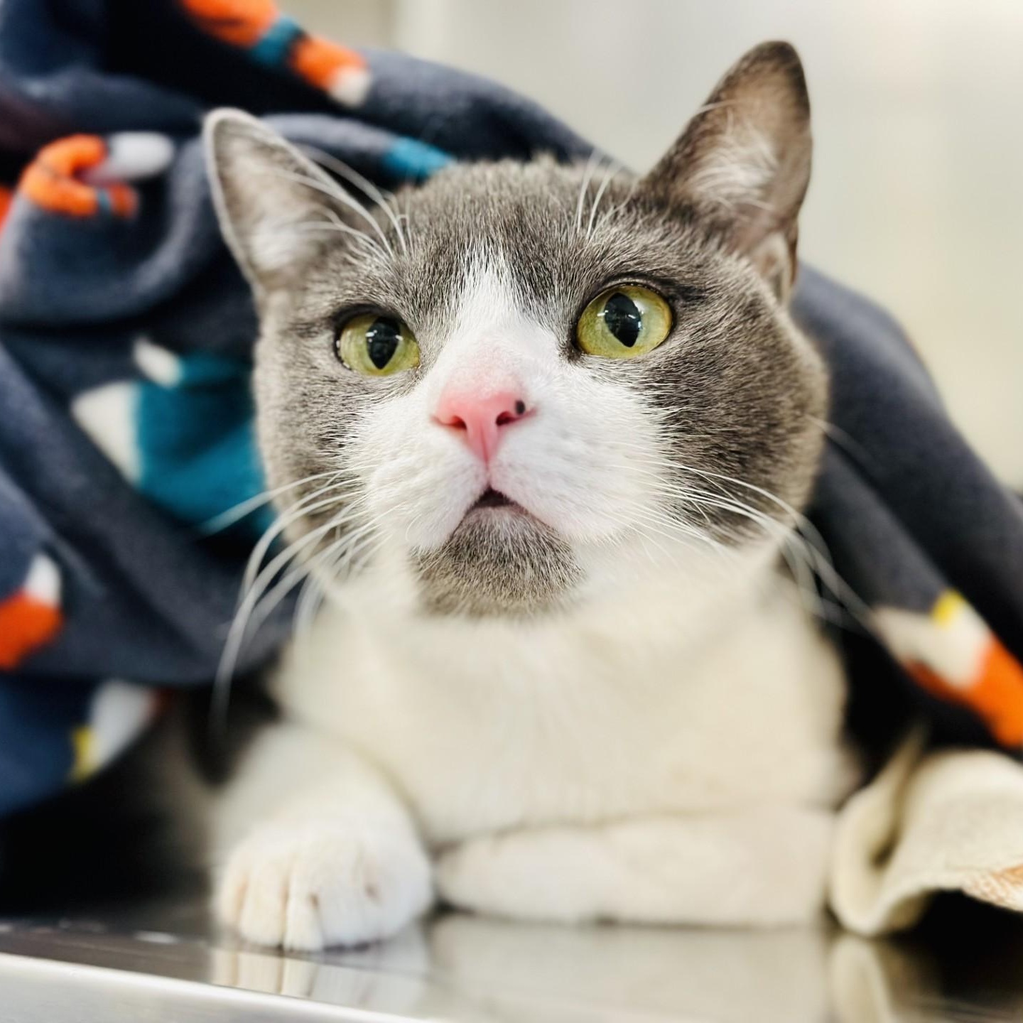 Boomy , ADOPTABLE, Young Female Domestic Short Hair.