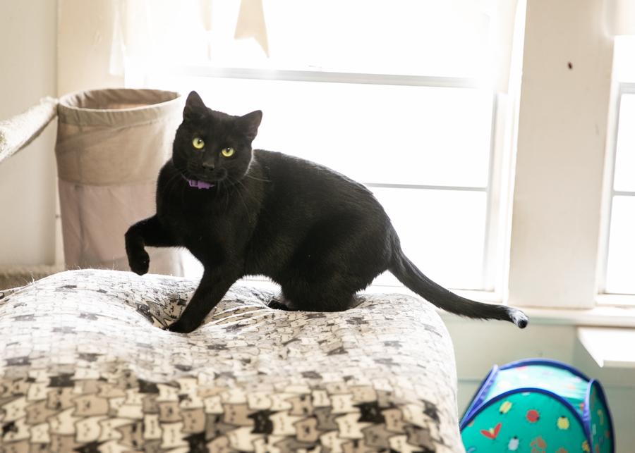 BOBBITY, a Adoptable mixed breed in Homewood, AL image 3/5