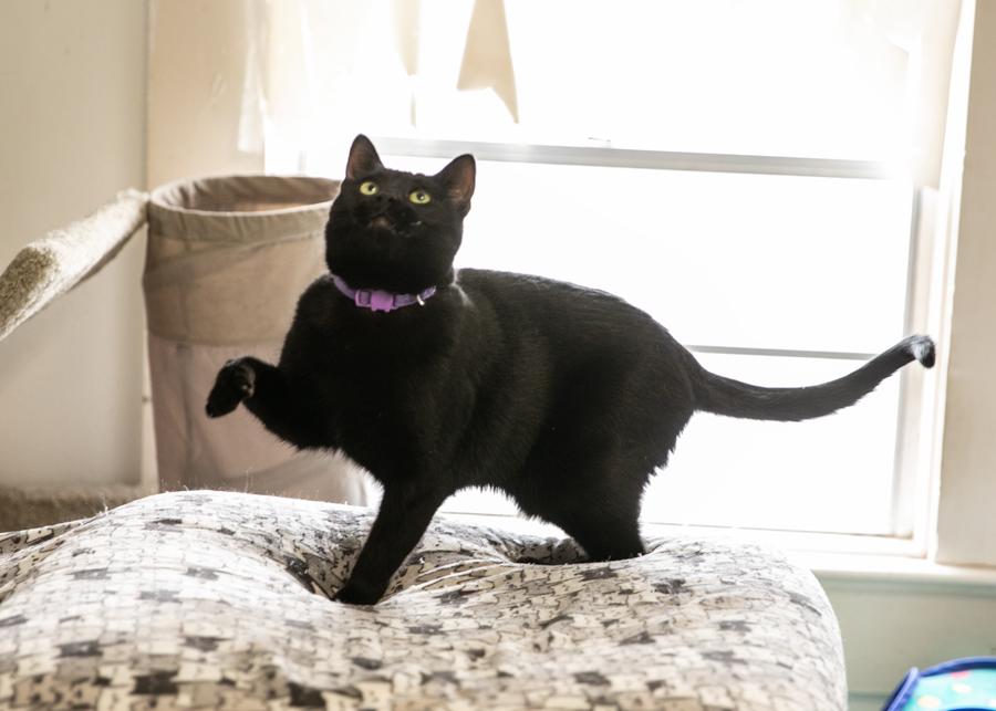 BOBBITY, a Adoptable mixed breed in Homewood, AL image 1/5