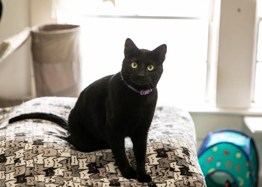 BOBBITY, a Adoptable mixed breed in Homewood, AL image 2/5