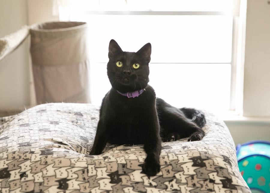 BOBBITY, a Adoptable mixed breed in Homewood, AL image 5/5