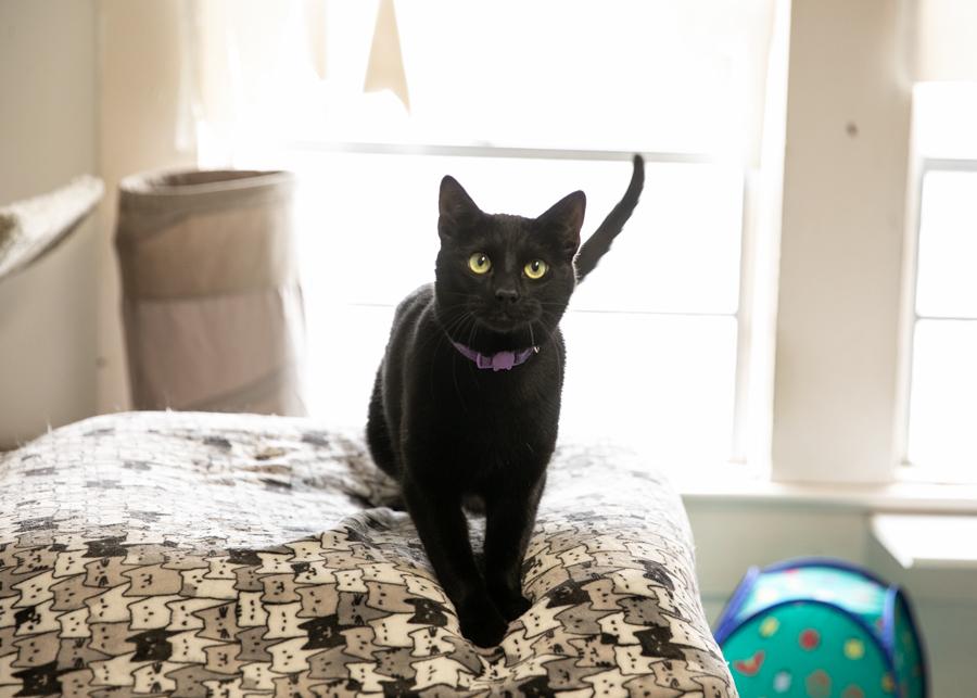 BOBBITY, a Adoptable mixed breed in Homewood, AL image 4/5