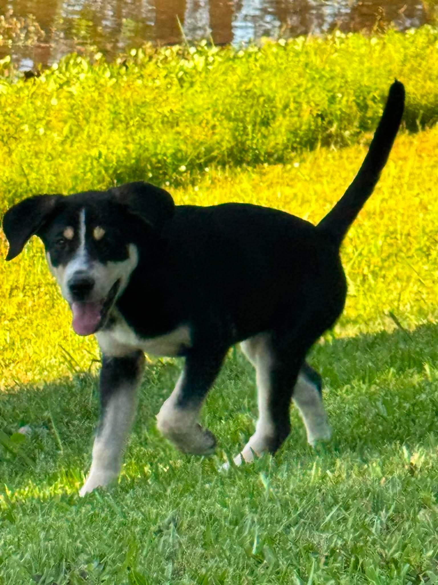 Mushi is adopted, a Adoptable mixed breed in Hollis Center, ME image 3/6