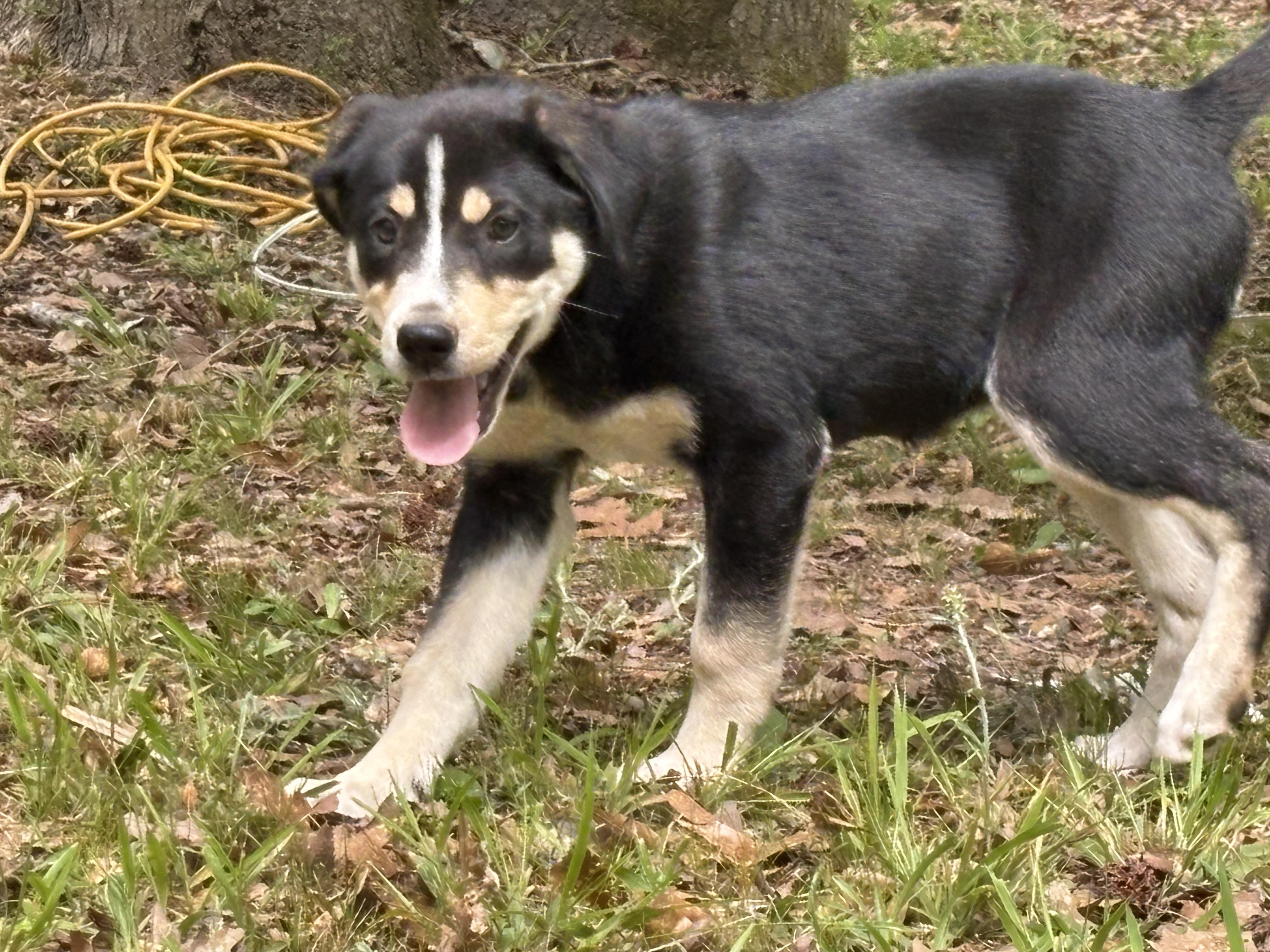 Mushi is adopted, a Adoptable mixed breed in Hollis Center, ME image 4/6