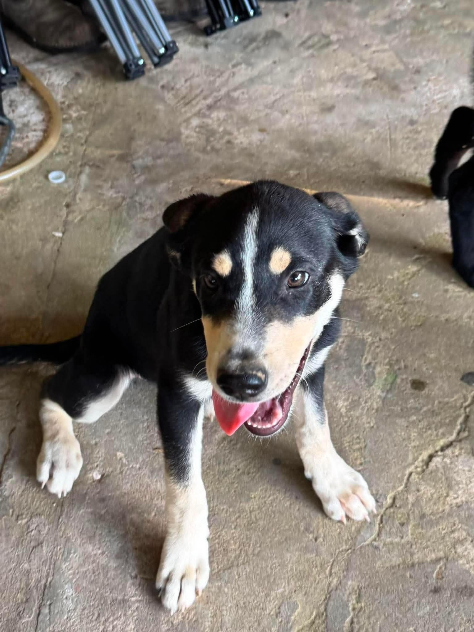 Mushi is adopted, a Adoptable mixed breed in Hollis Center, ME image 5/6