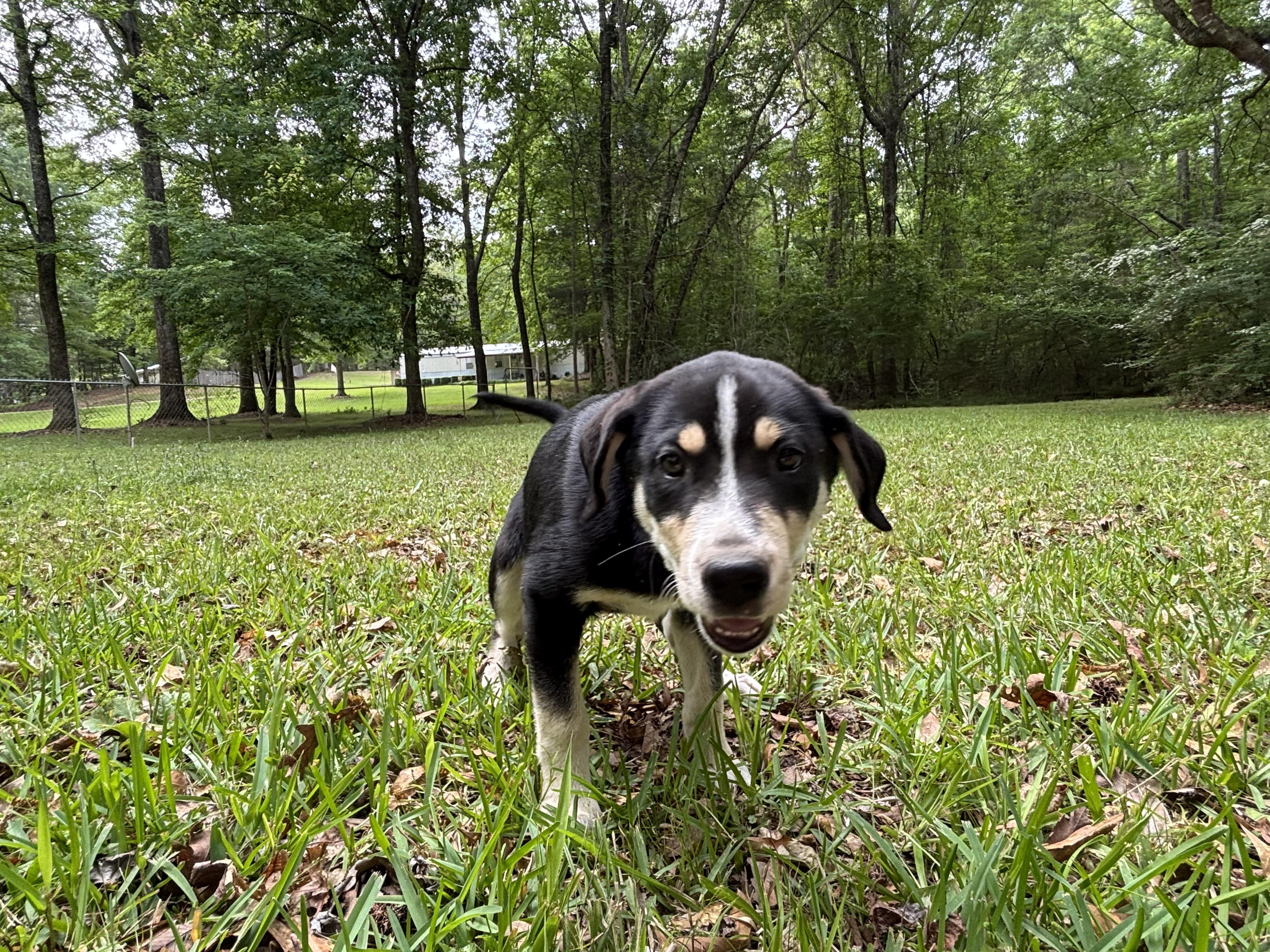 Mushi is adopted, a Adoptable mixed breed in Hollis Center, ME image 6/6