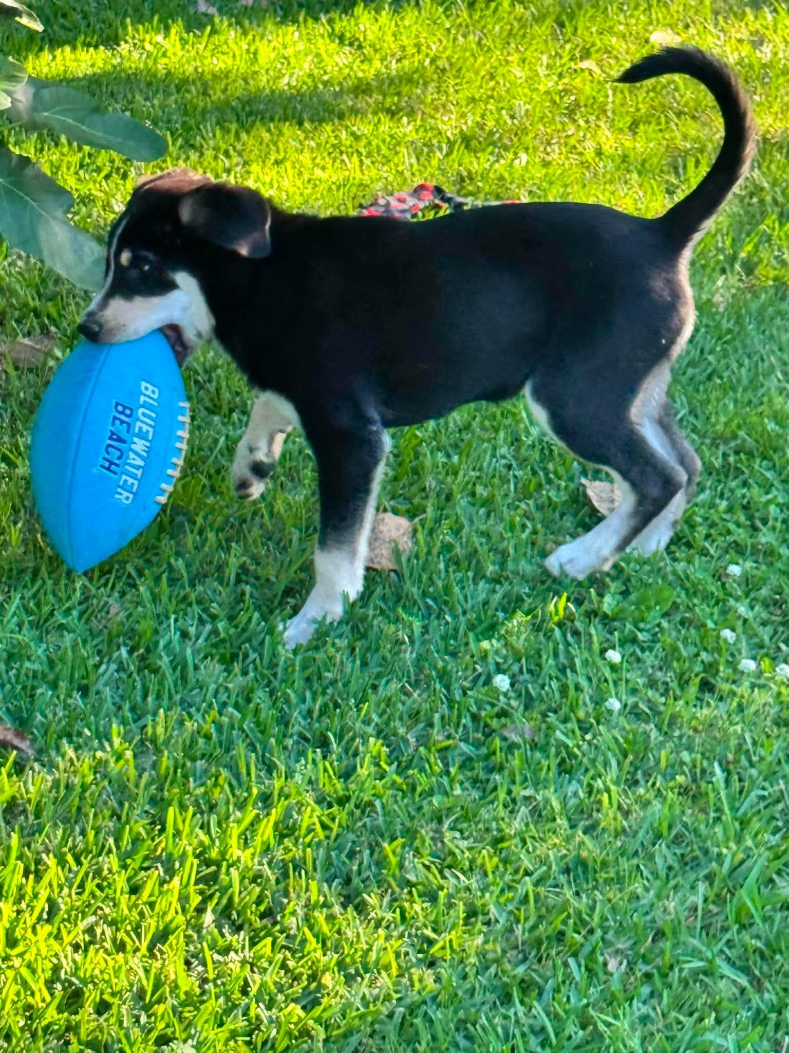 Mushi is adopted, Adoptable, Puppy Female Labrador Retriever & Shepherd.