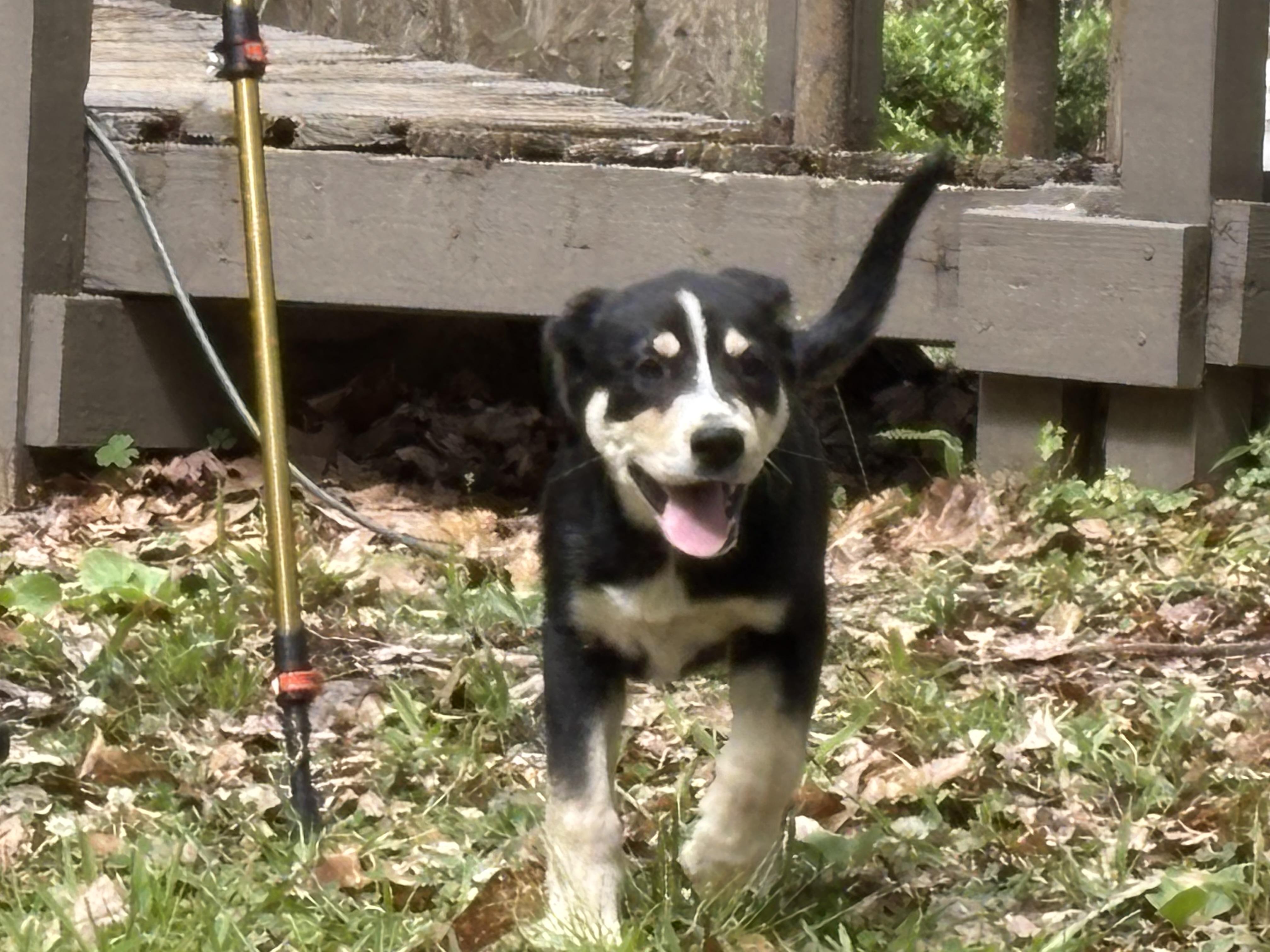 Mushi is adopted, a Adoptable mixed breed in Hollis Center, ME image 2/6